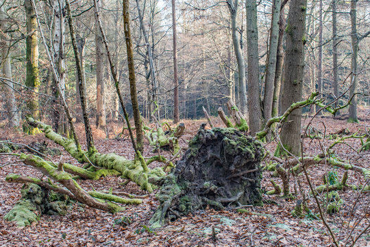 Fallen Green Moss covered tree on the woodland floor