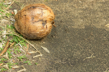 old brown coconut weathered mature on the ground background one fruit fell from palm trees design base of the harvest of asia