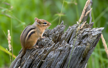 Chipmunk in forest