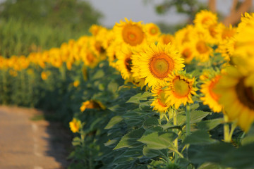 closeup of beautiful sunflower