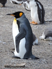 Obraz premium penguin king