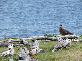 seagull on lake