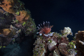 Lionfish (Grand Cayman, BWI)