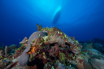 Fototapeta na wymiar Reef (Grand Cayman, BWI)