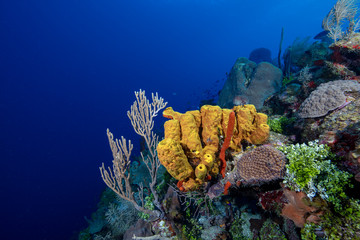 Reef (Grand Cayman, BWI)