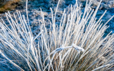 Bulrush covered with hoarfrost from close