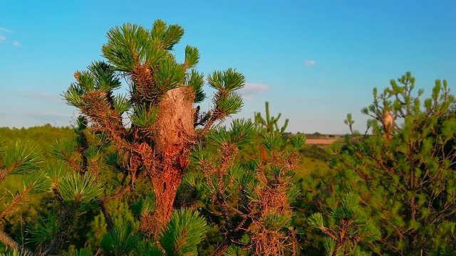 Saco o Nido de Procesionaria en Pinos
