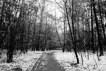 Las zimą wersja czarno-biała © juanitach