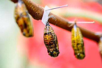 A farm for butterflies, pupae and cocoons are suspended. Concept transformation of Butterfly