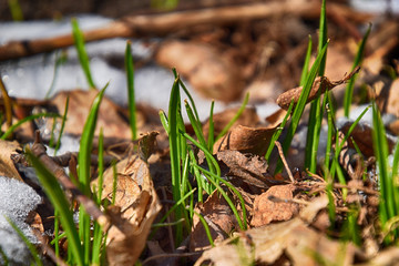 green grass amid melting white snow in the warm midwinter sun