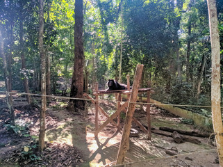 wooden bridge for bears in the forest
