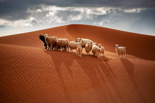 A Heard Of Sheep Stand Atop The Chinle Sand Dunes