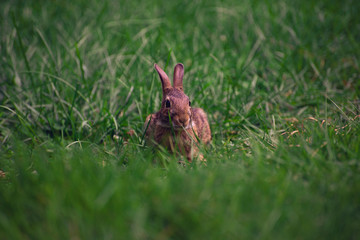 baby rabbit in the grass