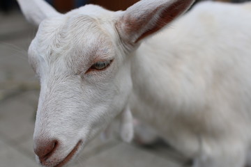 goat, goat, look, white goat, white goat, goat, lamb, sad,