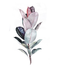 Watercolor illustration of plant. Ficus
