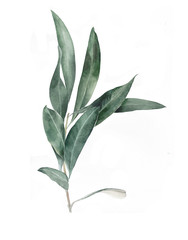 Obraz premium Watercolor illustration of plant. Olive