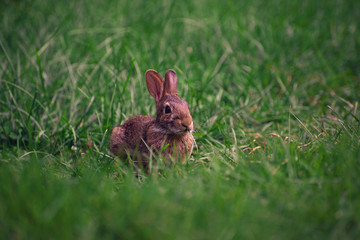 baby rabbit in the grass
