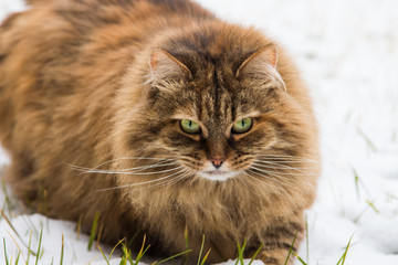 Naklejka na ściany i meble Beautiful haired cat of siberian breed in the garden in winter time, brown mackerel