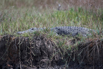 Nile crocodile (Crocodylus niloticus)