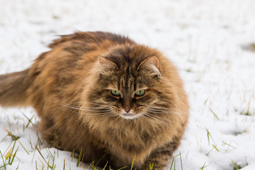 Beautiful long haired cat in the garden in winter time, siberian breed