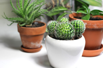 Beautiful houseplants on the white table