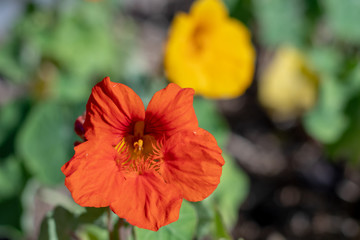 Nasturtium flower 