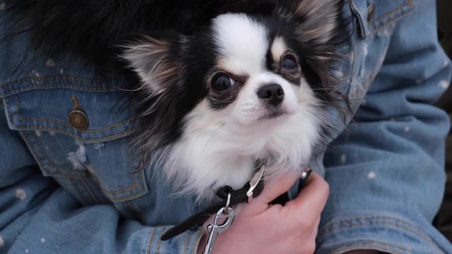 Young woman in a blue jacket at sreet with a sleeping chihuahua or toy-terrier. Little dog relaxing while his misstress chatting in internet. Closeup shot.
