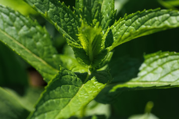 juicy grass and leaves taken off a large plateau