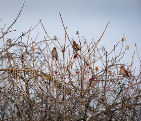 Birds in the city, Bohemian waxwing