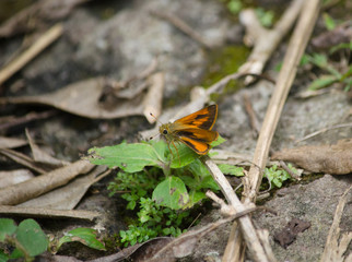 Vitellius Skipper Butterfly