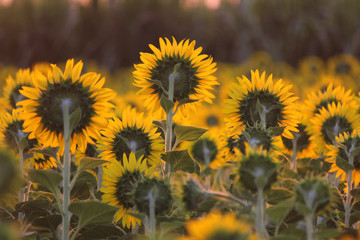 sunflower field  in the morning with sunlight background