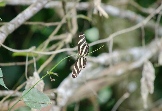 Zebra Heliconian Butterfly