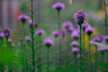 purple liatris flowers in the garden