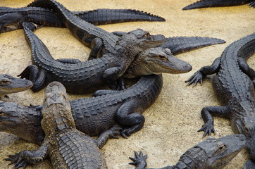 crocodiles