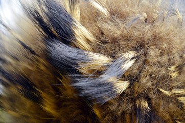 Natural raccoon fur