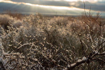 early morning snow in desert landscape on desert plants and trees