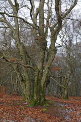 Obraz premium Buche auf der Hohen Kanzel im Taunus
