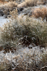 early morning snow in desert landscape on desert plants and trees