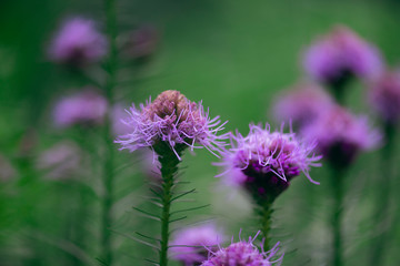 purple liatris flowers blooming 