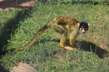 Totenkopf Affe auf einer Wiese