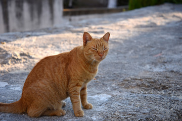 Fototapeta premium Cats and dogs abound in Rhodes town's maze of narrow streets and alleyways full of ancient historical buildings andd details