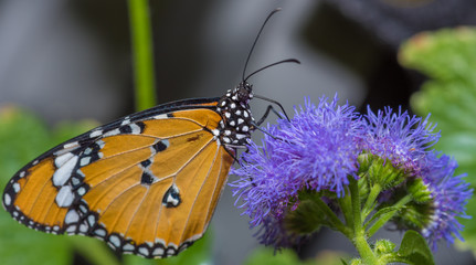 Monarch Butterfly on Colorful purple flowers