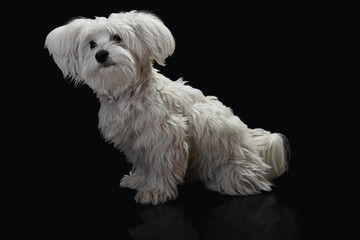 Maltese dog in front of black background