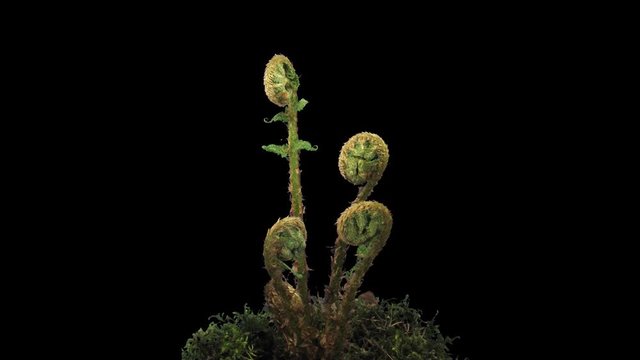 Time-lapse of fern plant unrolling new fronds 10a4 in 4K PNG+ format with ALPHA transparency channel isolated on black background