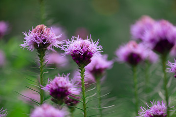 purple liatris flowers blooming 