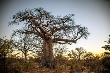 Baobab Trees of Africa 