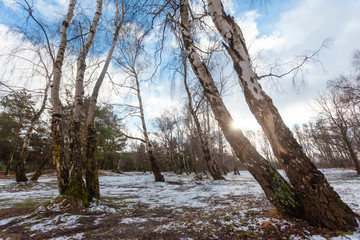 spring birch grove with melting snow under the rays of the bright sun