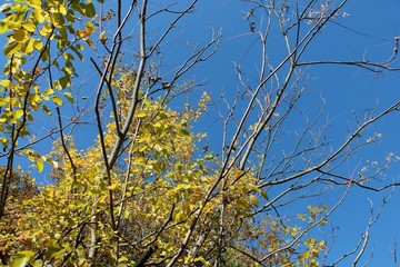 Tree branches with yellow leaves against blue sky