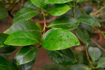 Green leaves of citrus tree with water drops