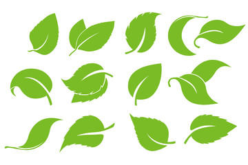Leaves icon vector set isolated on white background. Various shapes of green leaves of trees and plants. Elements for eco and bio logos. Set of green leaves design elements.